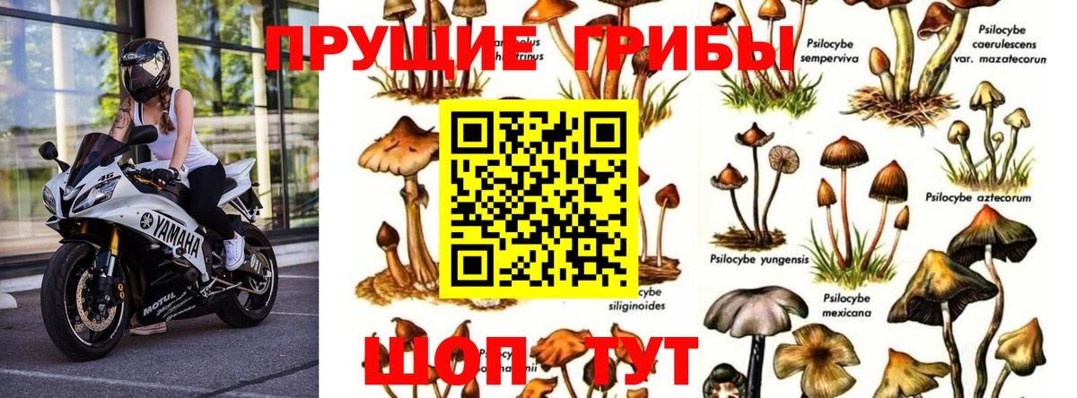 Галлюциногенные грибы Psilocybine cubensis  Вход с VPN  Саров 